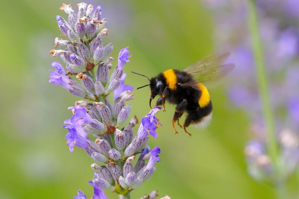 Bumblebee on purple flower