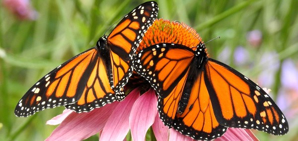 Image of monarchs on flower