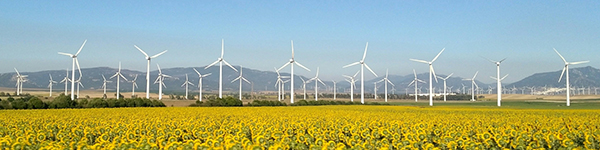 sunflowers and turbines