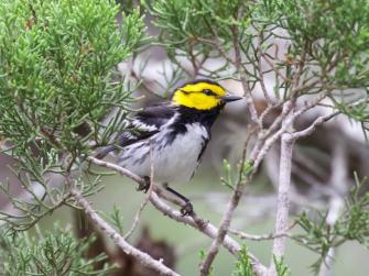 Golden-cheeked warbler perched in a bush
