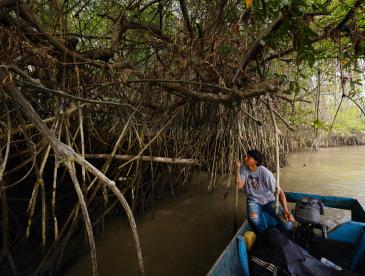 One man in small boat passes below the roots of a grove of mangrove trees in Ecuador