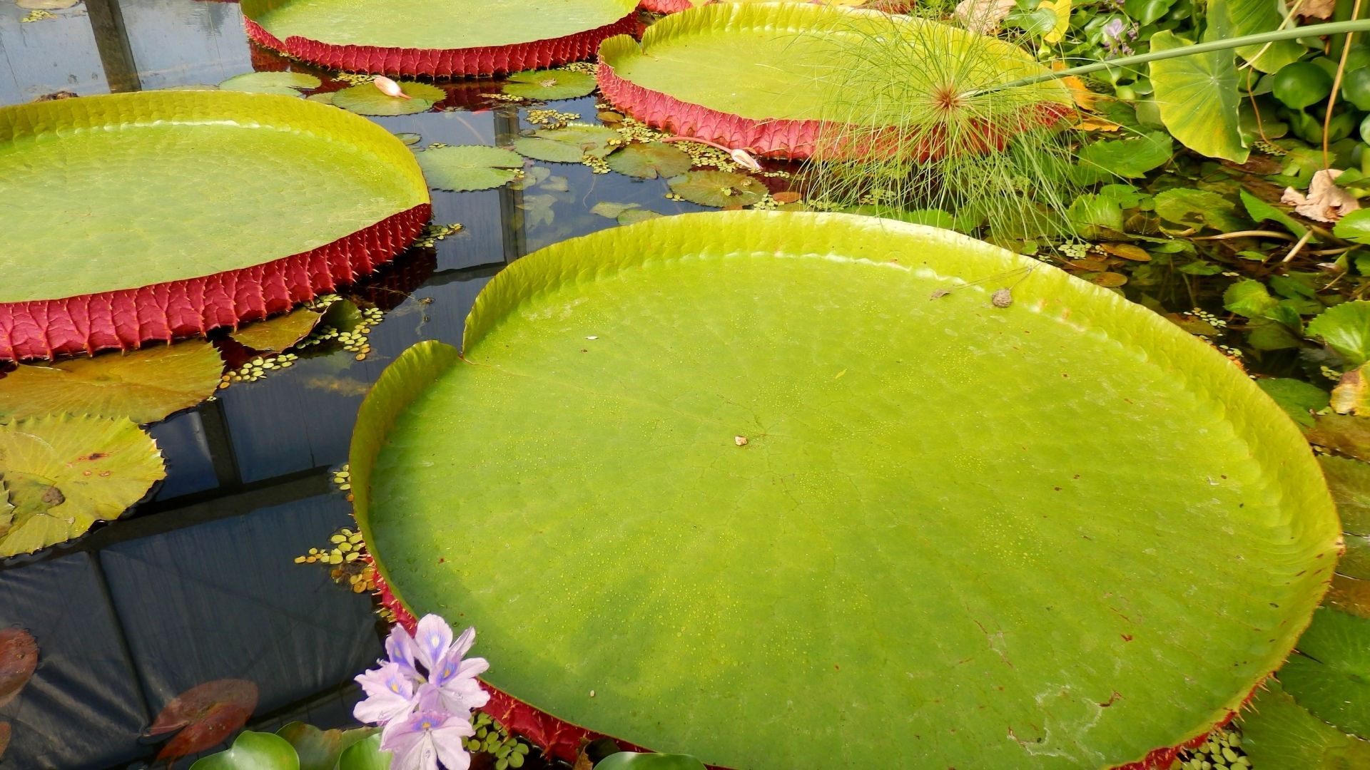 A huge waterlily floats in a pool of other lilypads