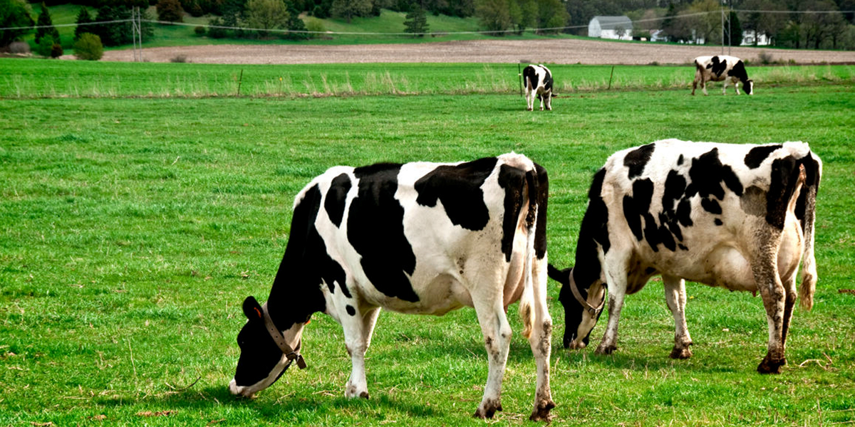 Dairy cows on a green pasture.