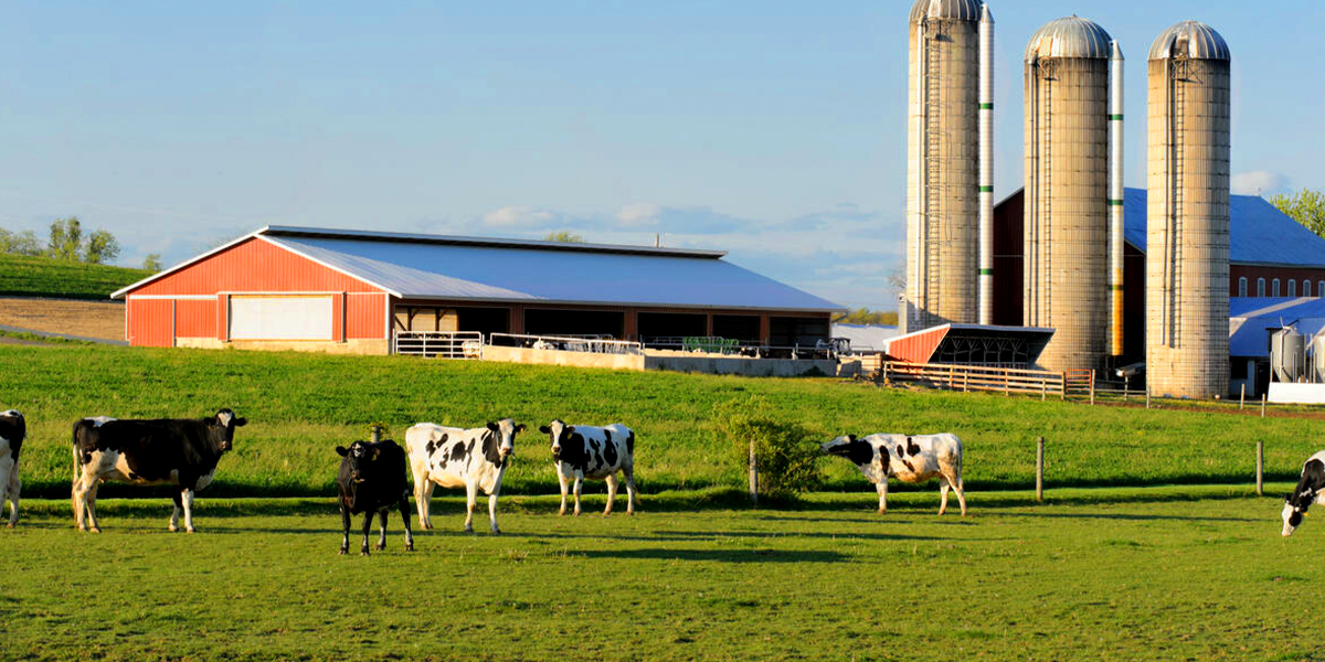 Dairy cows on a farm at pasture under a blue sky.