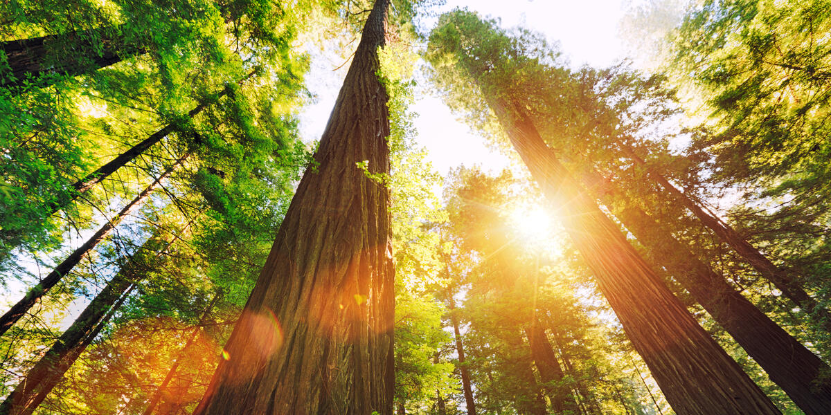 A forest with sunlight peeking through a majestic canopy of trees.