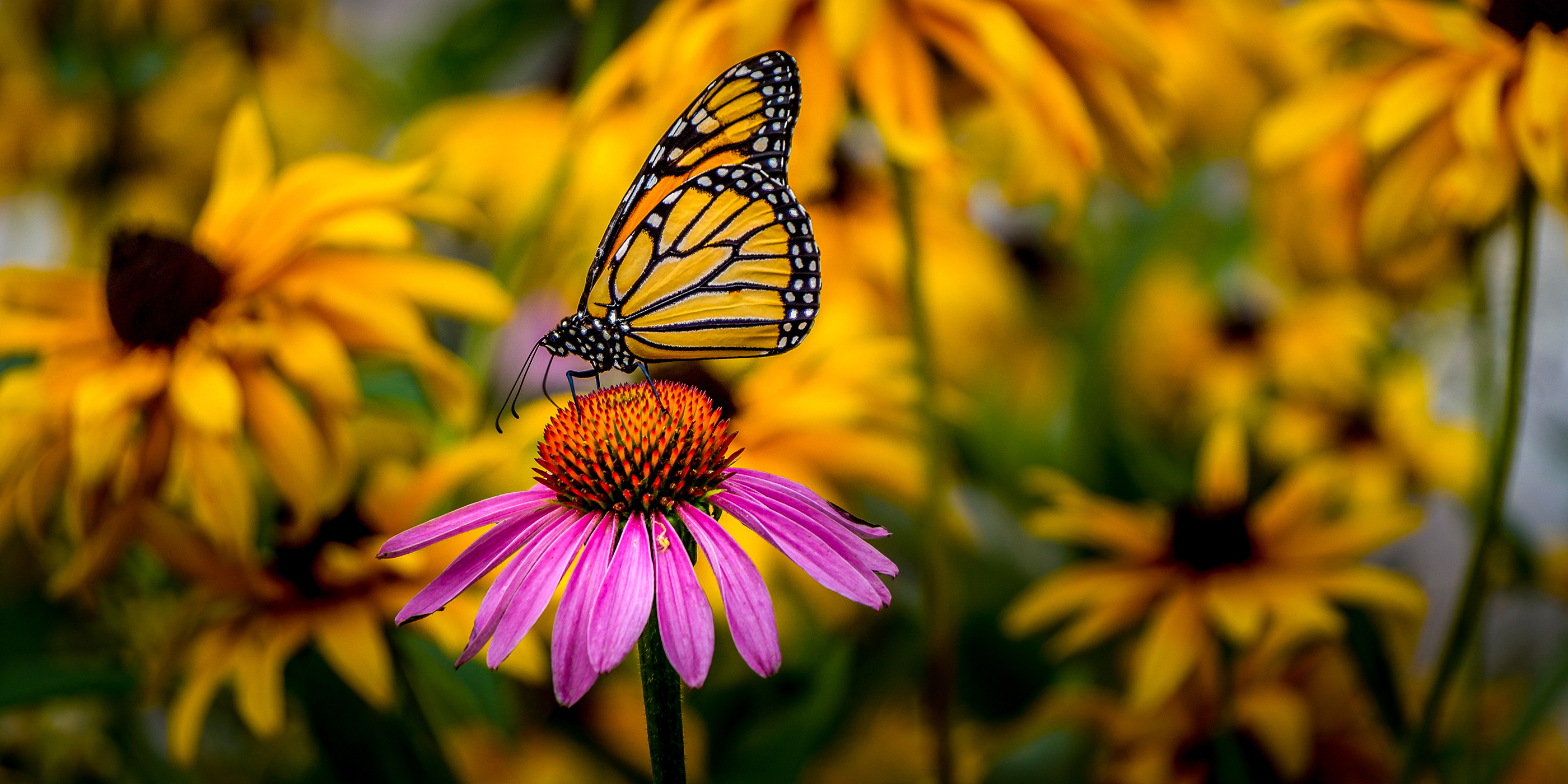 Monarch butterfly perched on a flower vibrant purple flower.