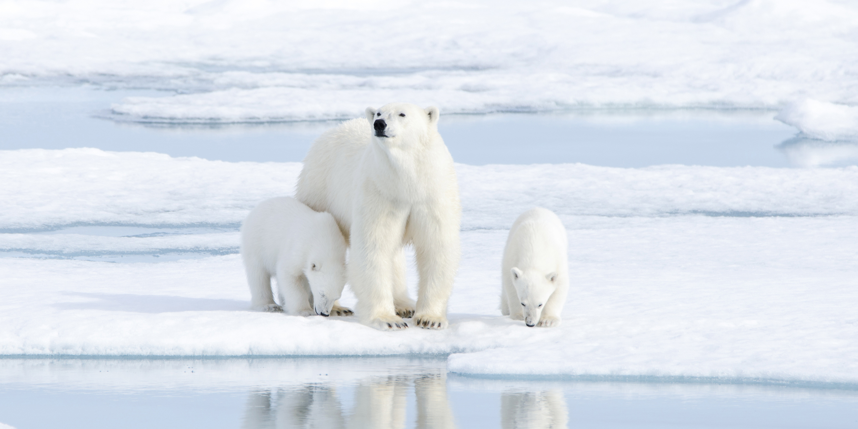 Polar bear family standing on ice at the water's edge.