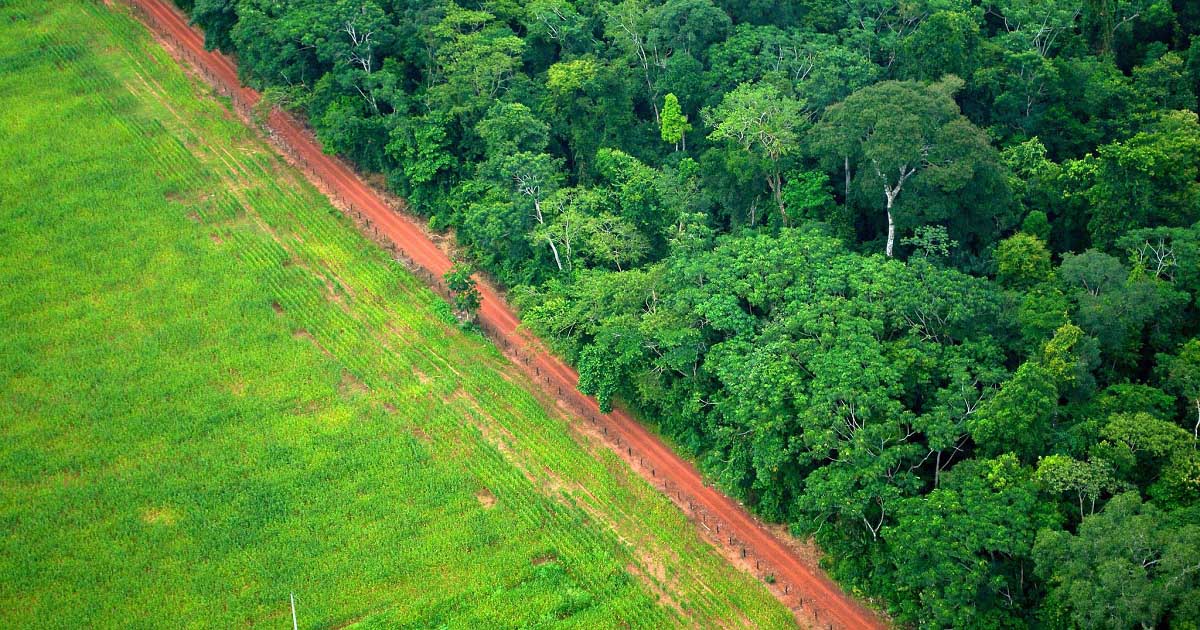 amazon forest deforestation