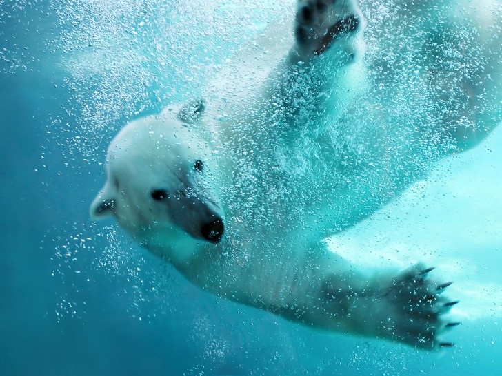 International Polar Bear Day 2023: When Will Polar Bears Go Extinct?