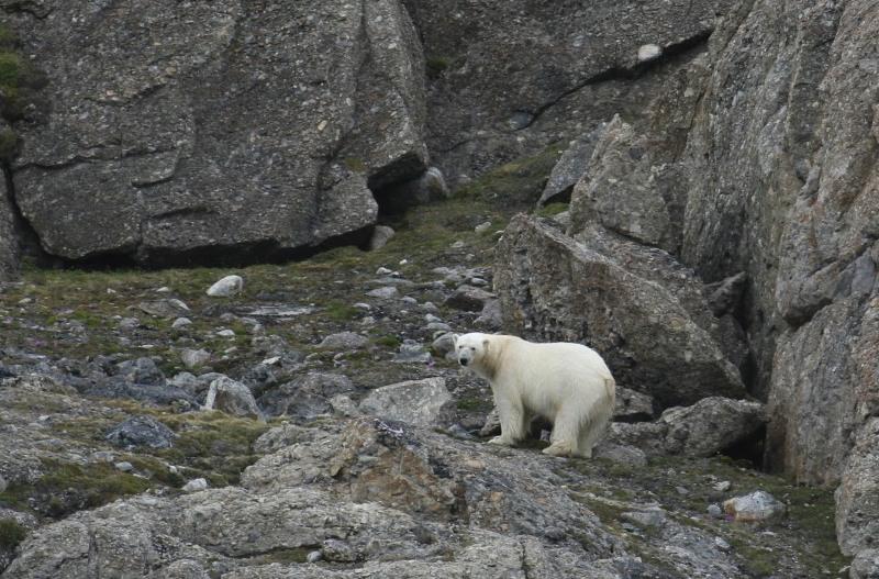 https://www.edf.org/sites/default/files/images/ss/polar-bear-day/3-polar-bear-day-2021.jpg