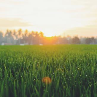Grasslands with sun in background