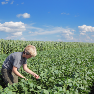 A woman bends down to inspect healthy looking soybeans. She has short gray-blonde hair, white skin, khaki pants and a gray tee shirt.