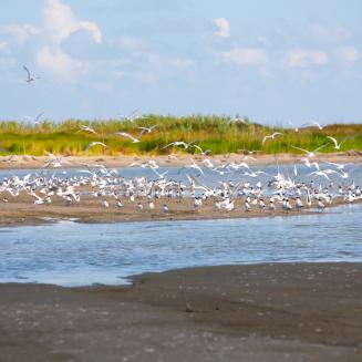 Louisiana coastal wetlands and birds