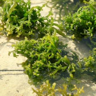 Picture of seaweed underwater
