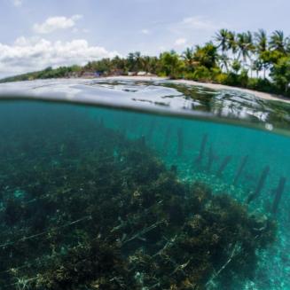Picture of seaweed underwater