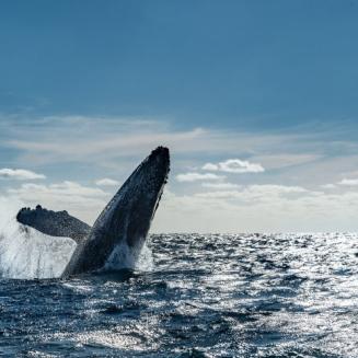 Whale jumping out of water