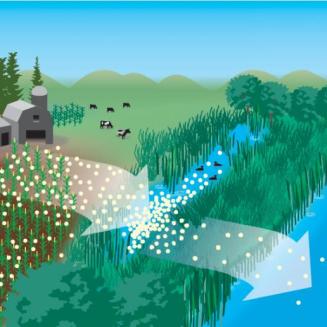 Graphic showing nitrogen runoff on a farm