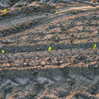 Close view of crops sprouting in a dirt field
