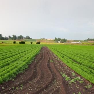Farm field with crops