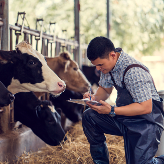 Farmer taking noted around a cow stable.