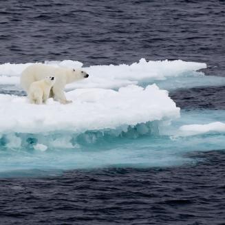 Mother and baby polar bears on melting ice in the dark ocean