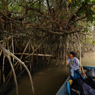 One man in small boat passes below the roots of a grove of mangrove trees in Ecuador