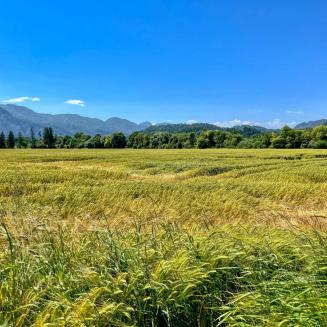 A wheat field under a blue sky, by Uwe Schwarzbach.