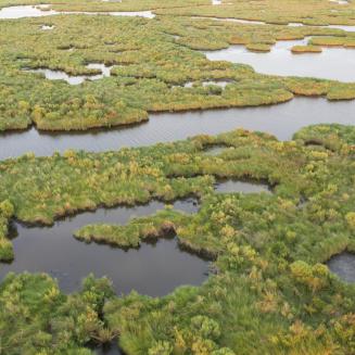 Mid-Barataria Sediment Diversion wetlands