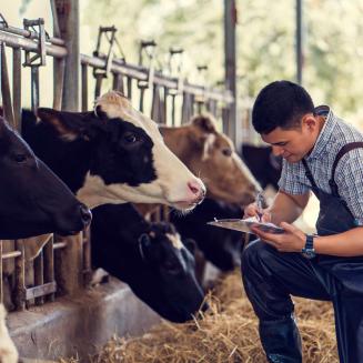 Farmer taking notes alongside cows.