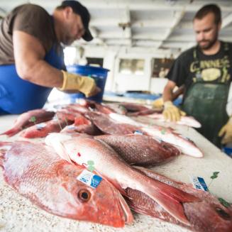 Fishermen handling red snapper.
