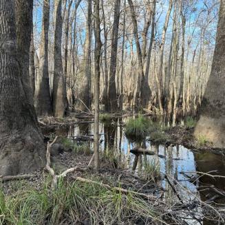 Riverine swamp with trees and water.