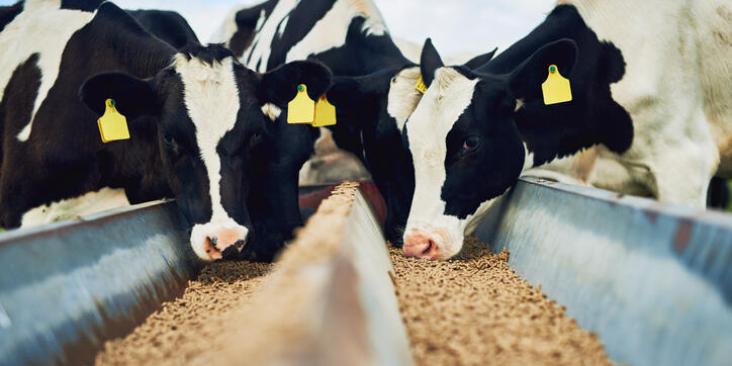 Cows feeding at a trough