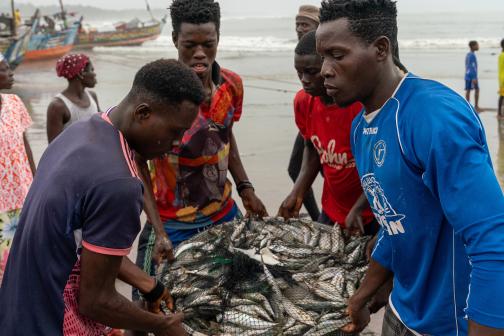 Ghana fishers carrying large bucket of fish