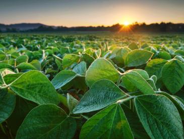 A sunrise over a field of green crops