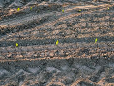 Close view of crops sprouting in a dirt field