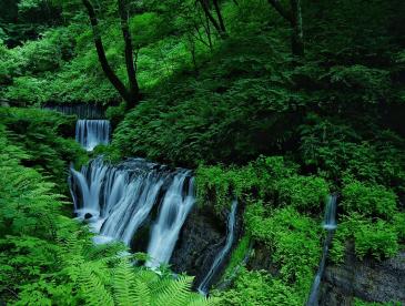 Beautiful waterfall in a lush, green forest.