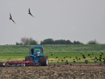 Blue tractor in a farm field with birds